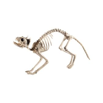 Cat Skeleton Prop Natural 60x12x25cm / 24x5x10in
