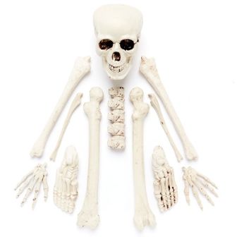 Complete Bag of Skeleton Bones - 12pk